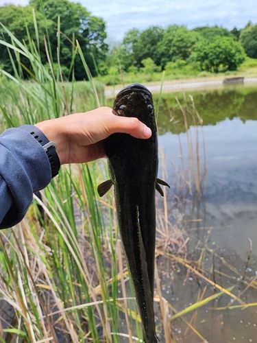 ライギョの釣果