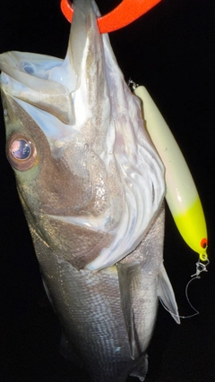 マルスズキの釣果
