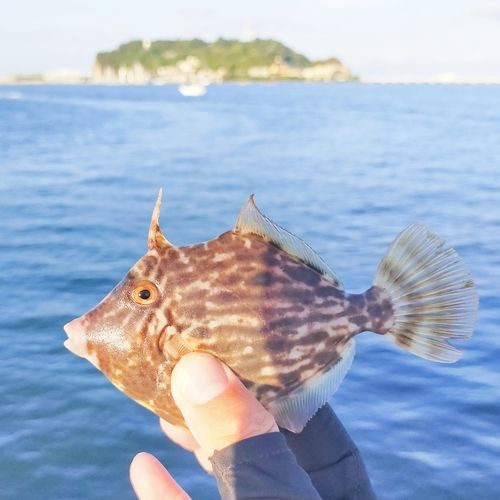 釣果