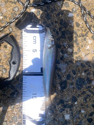 シロギスの釣果