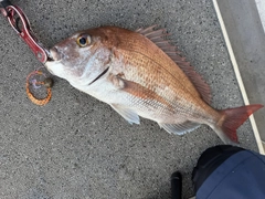 マダイの釣果