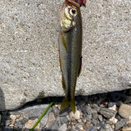 カワムツ