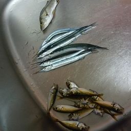 アジ