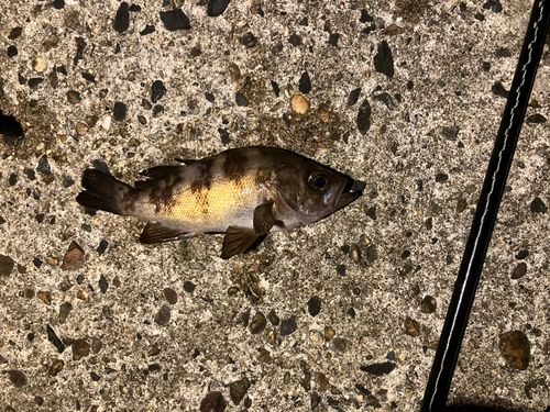 シロメバルの釣果