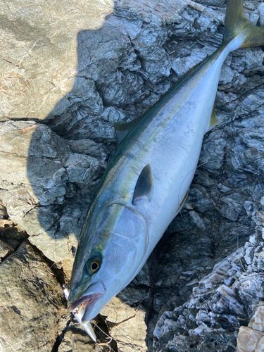 ハマチの釣果