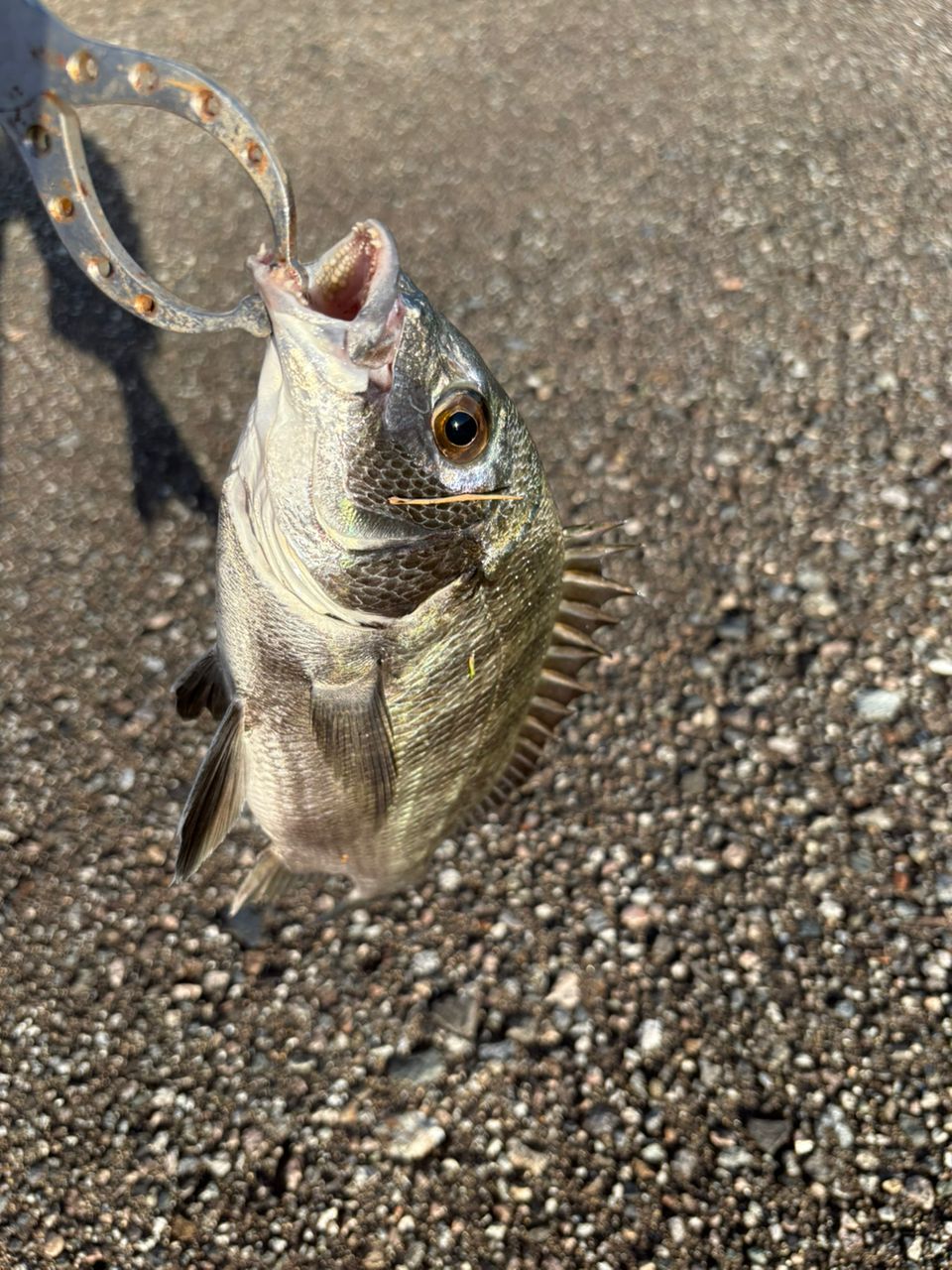 クロダイ
