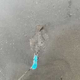 ソゲ