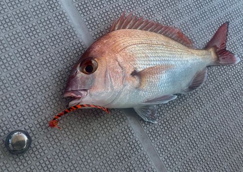 チャリコの釣果