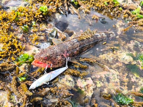 アカエソの釣果