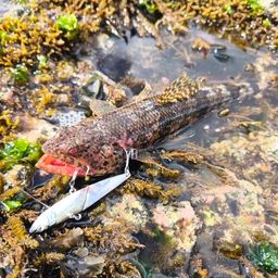 アカエソ