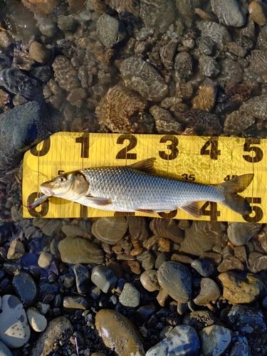 ニゴイの釣果
