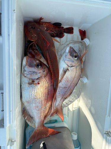 マダイの釣果