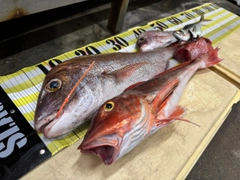 マダイの釣果