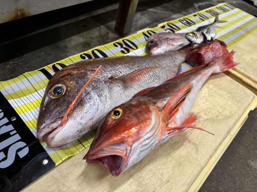 マダイの釣果