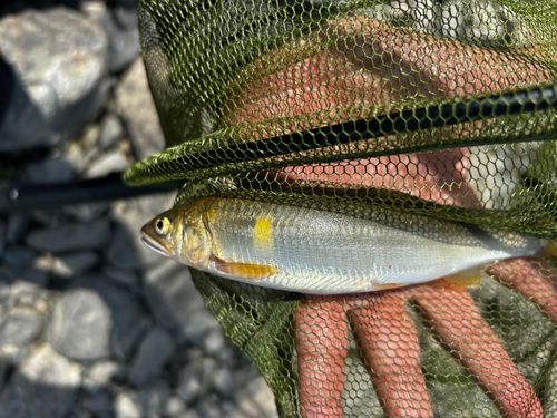 アユの釣果