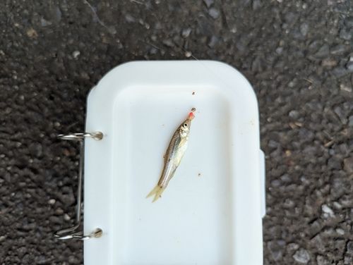 チチブの釣果