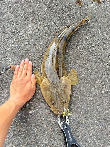 マゴチの釣果