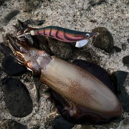 アオリイカ