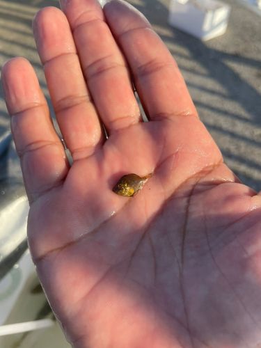 カワハギの釣果
