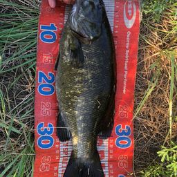 スモールマウスバス