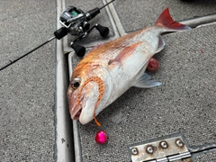 マダイの釣果