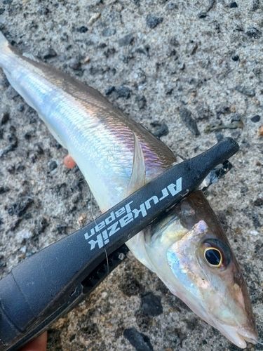 キスの釣果