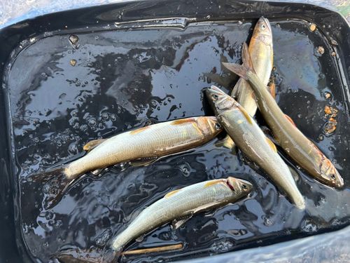 アユの釣果