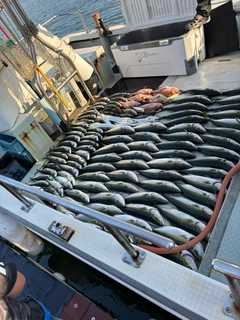 ハマチの釣果