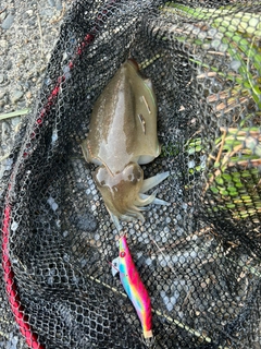 コウイカの釣果