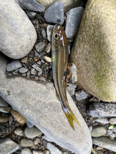 カワムツの釣果