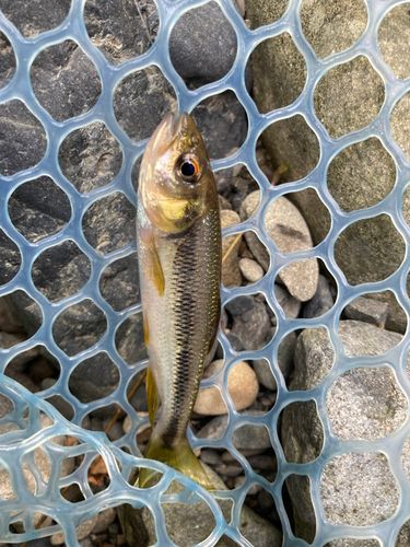 カワムツの釣果