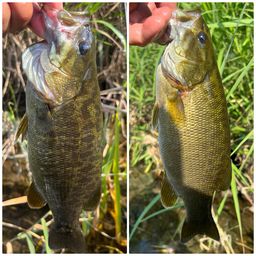 スモールマウスバス