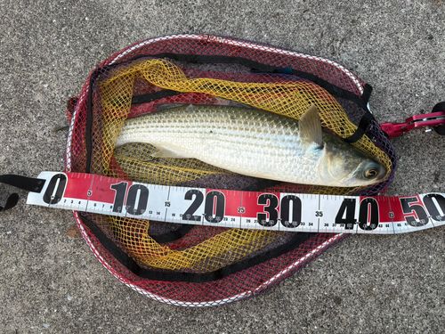 ボラの釣果