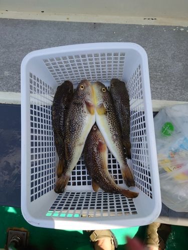 ショウサイフグの釣果