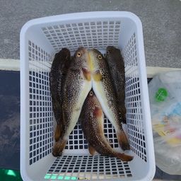 ショウサイフグ