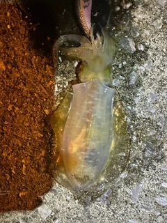 アオリイカの釣果