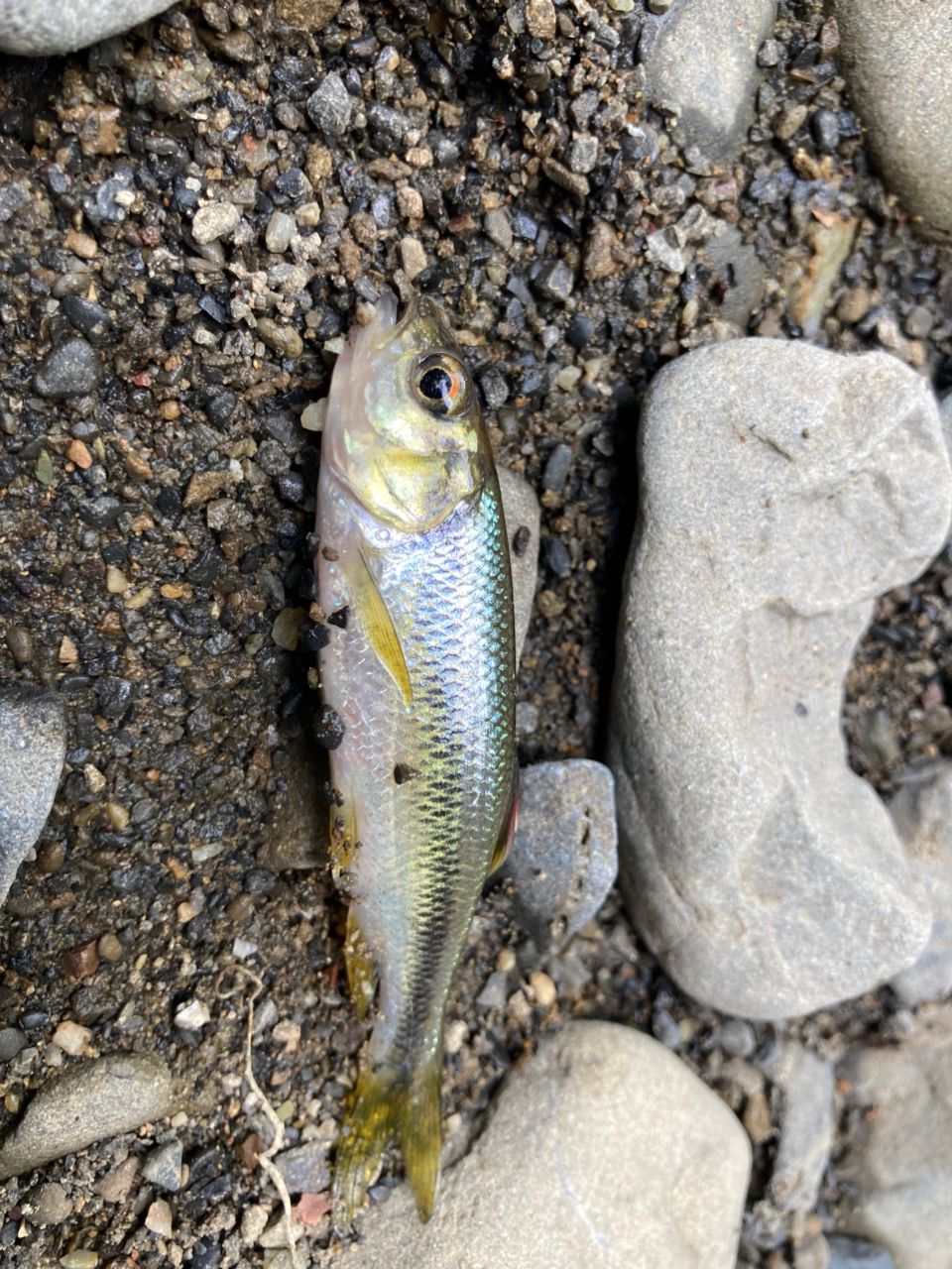 カワムツ