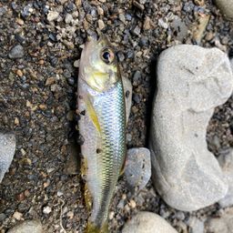 カワムツ