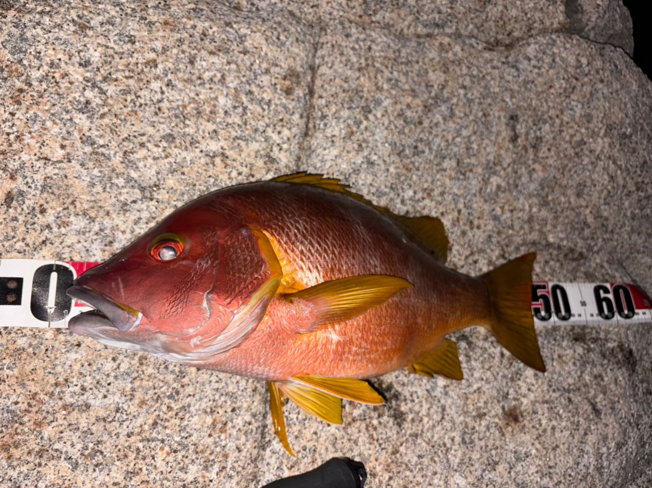 DAIWA 15バトルゲーム タマンモンスター 10号-50遠投の最安値