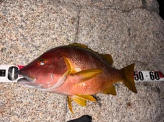 シブダイの釣果