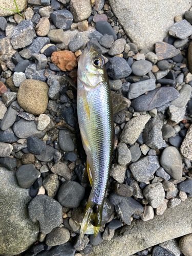 カワムツの釣果