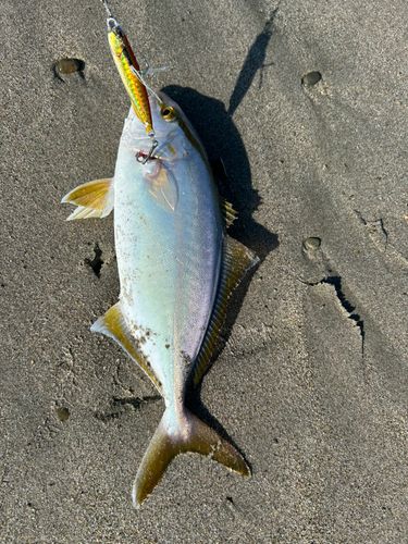 ショゴの釣果