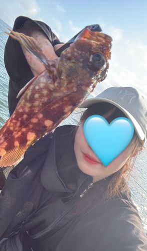 ガシラの釣果