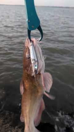アメリカナマズの釣果