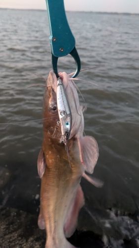 アメリカナマズの釣果