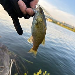 スモールマウスバス