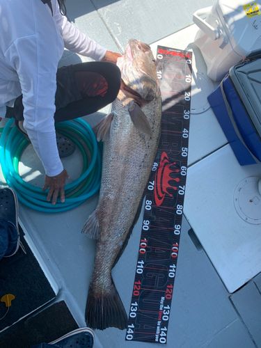 オオニベの釣果