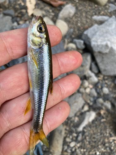 カワムツの釣果