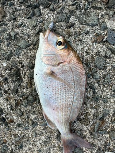 タイの釣果