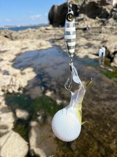 シロサバフグの釣果